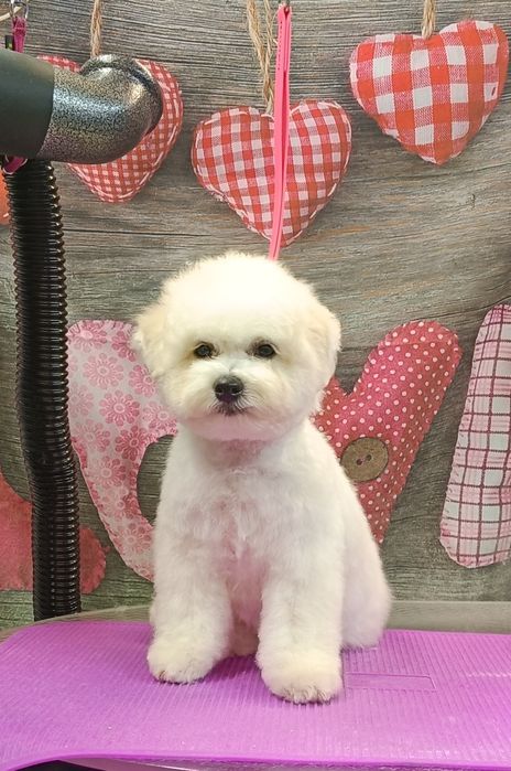 Sliczny chłopak bichon frise 14 tygodnia FCI rodowód