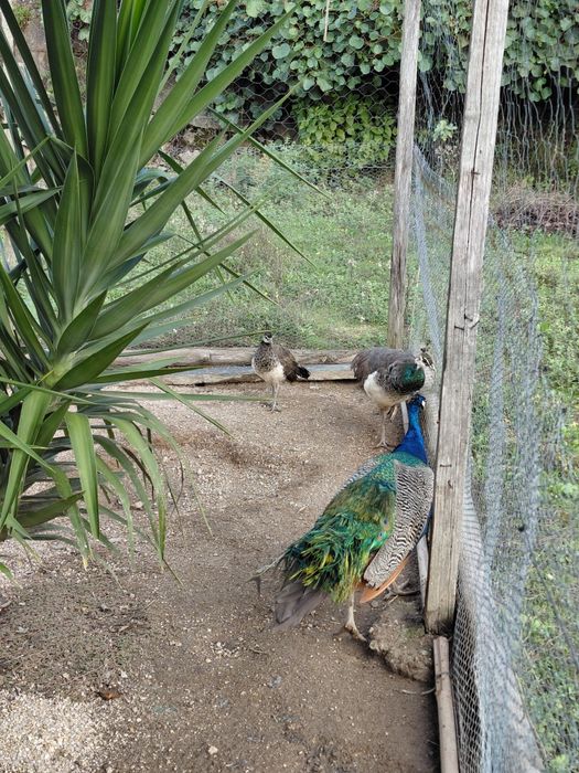 1 femea pavao disponivel