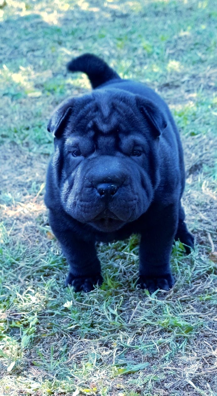 Shar pei.. bebe shar pei LOP Pedigree
