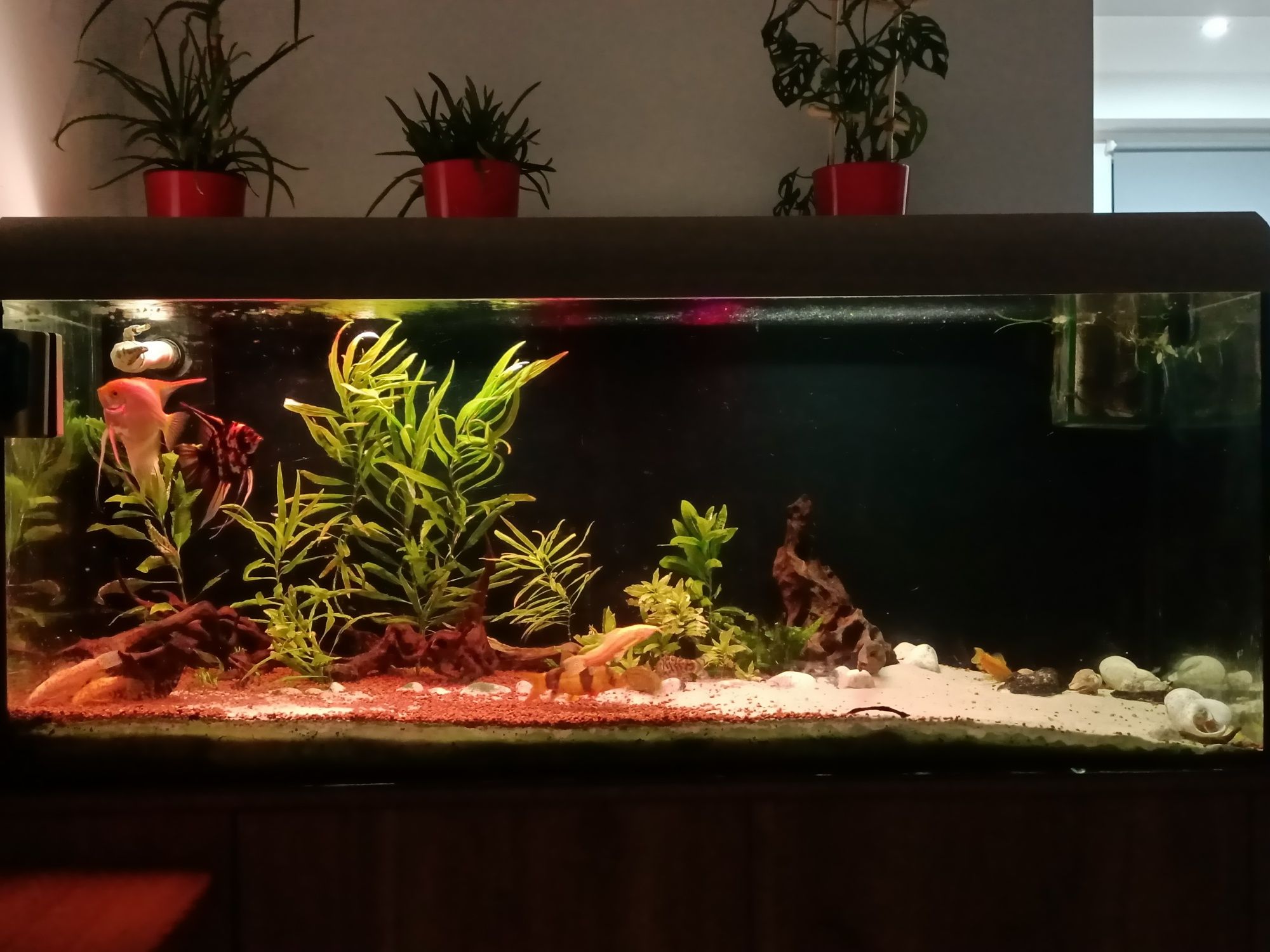 Akwarium 450l 150cmx50cmx60cm