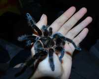 Самка паука птицееда для новичков Brachypelma albopilosum