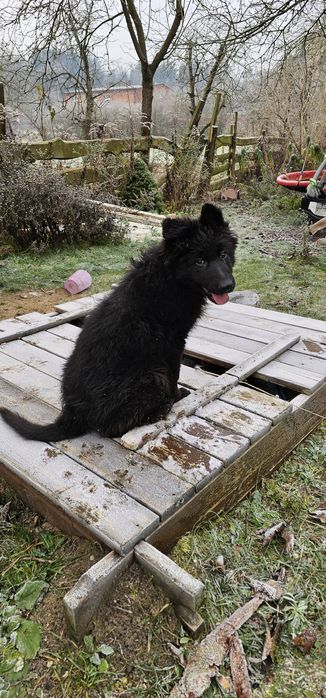 Owczarek niemiecki szczenię