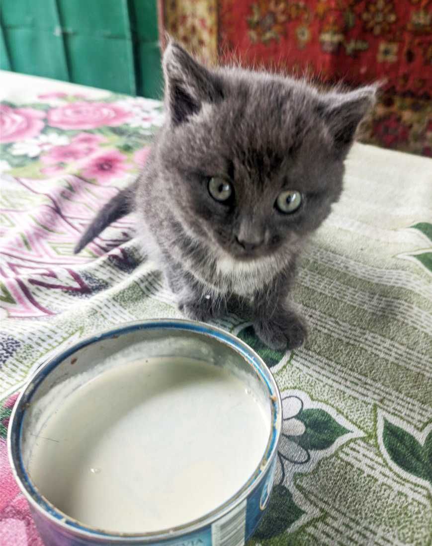 Котик, кіт, хлопчик, 1.5 місяці