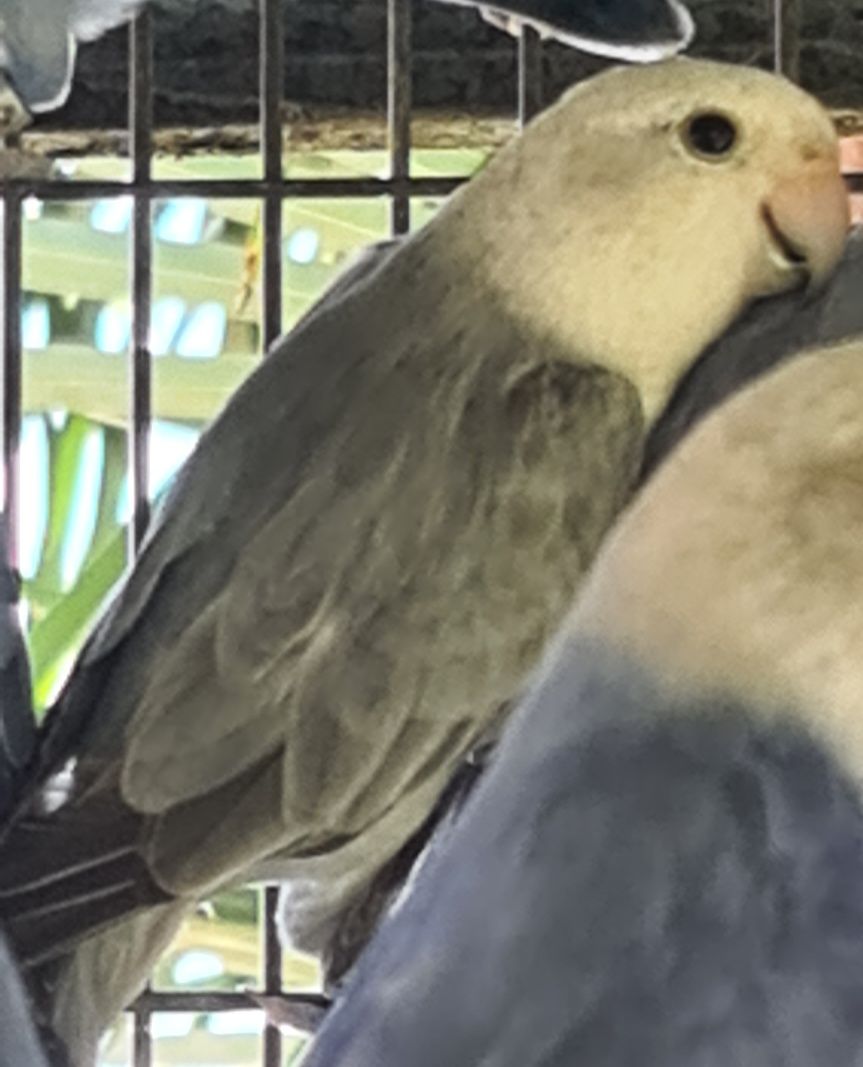 Cedo  roseicollis MARBELD opalinos  várias  mutações(Marbeld) Posso en