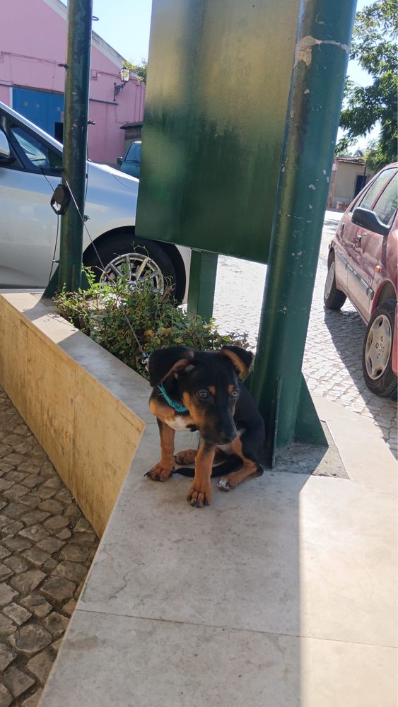 Doggie | Pequeno