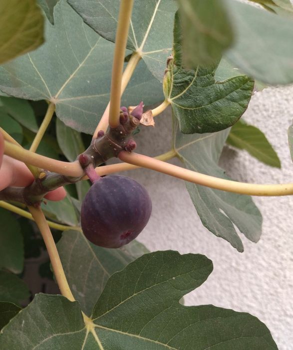 Саженцы инжира Шави Легви