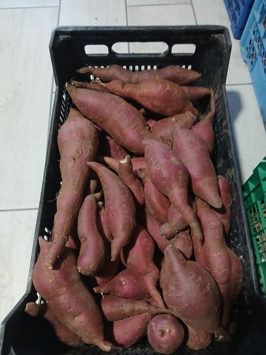 Батат Вінницький, Баю Бел