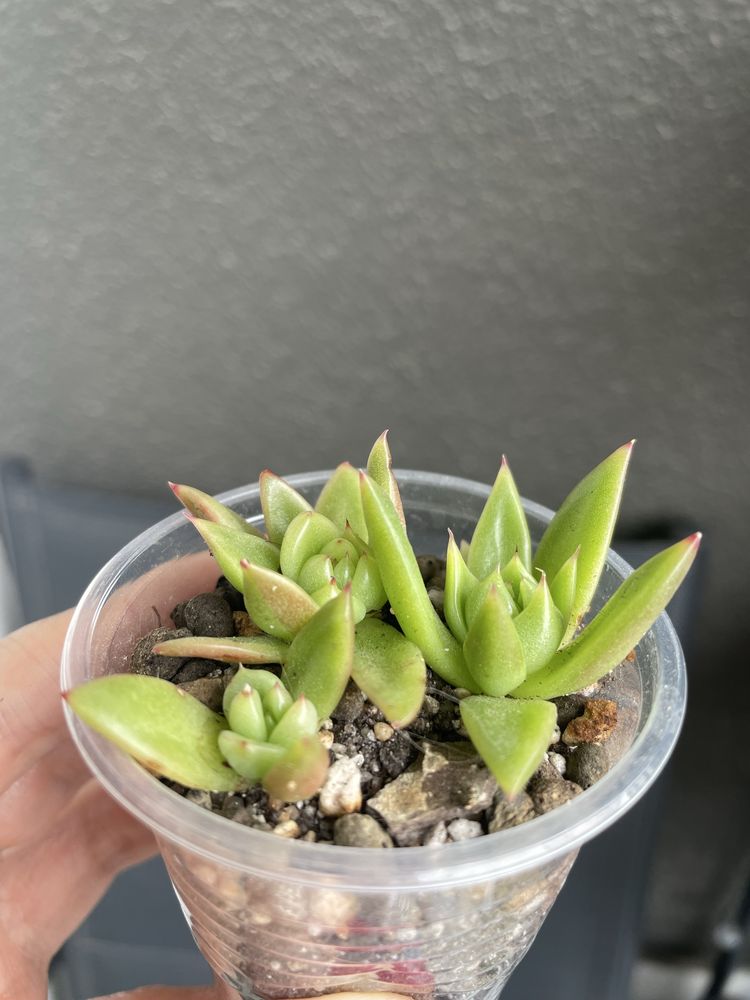 Echeveria Miranda sukulent