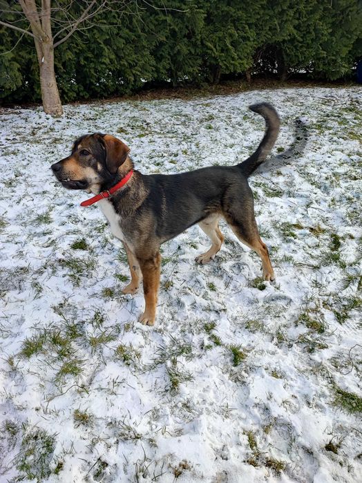 15-miesieczny pies do adopcji