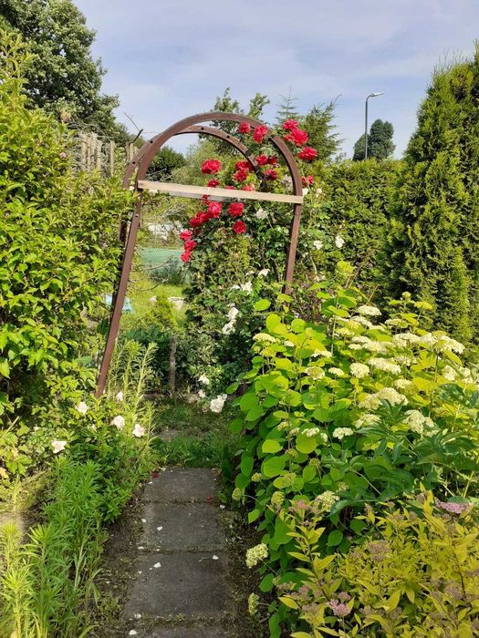 Sprzedam działkę ROD w Rodzinnym Ogrodzie Działkowym "Malwa"