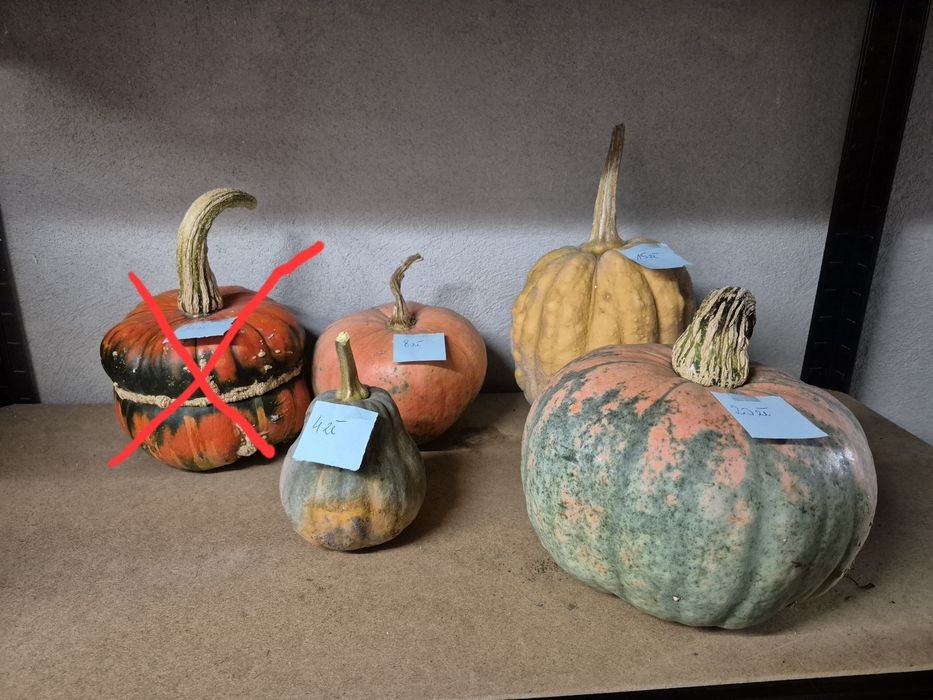 Dynia ozdobna (jadalna)