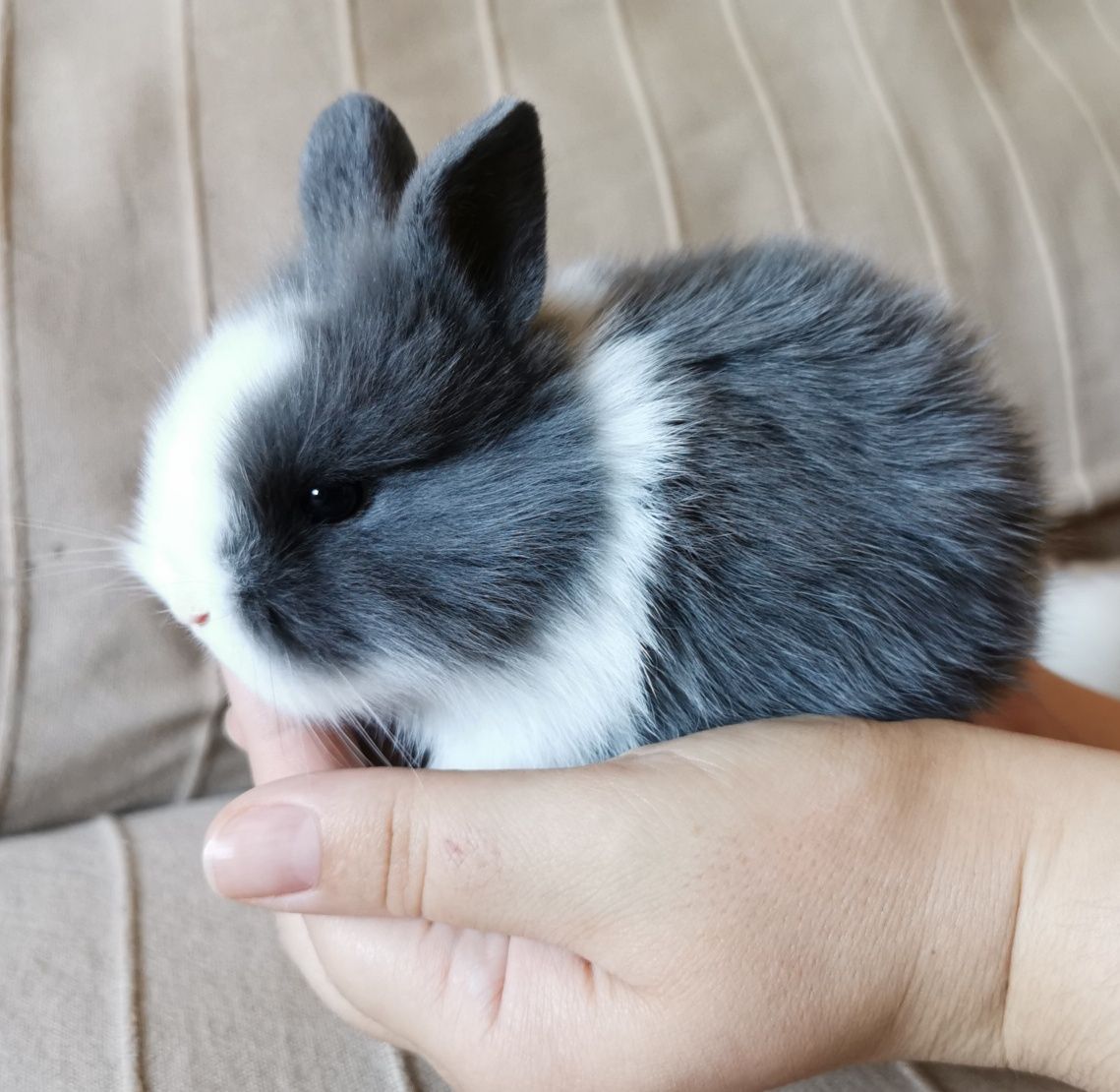 Mini Coelhos anões + gaiola nova + alimentação adequada