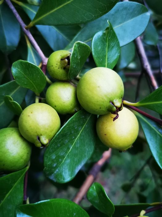 Araçá - planta muito produtiva