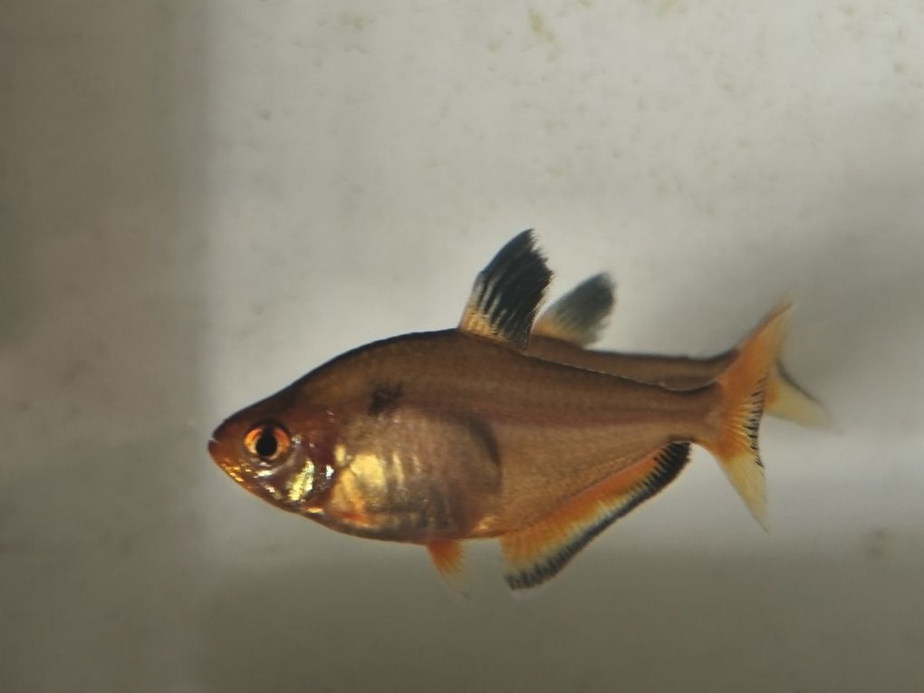 Peixinhos de aquário