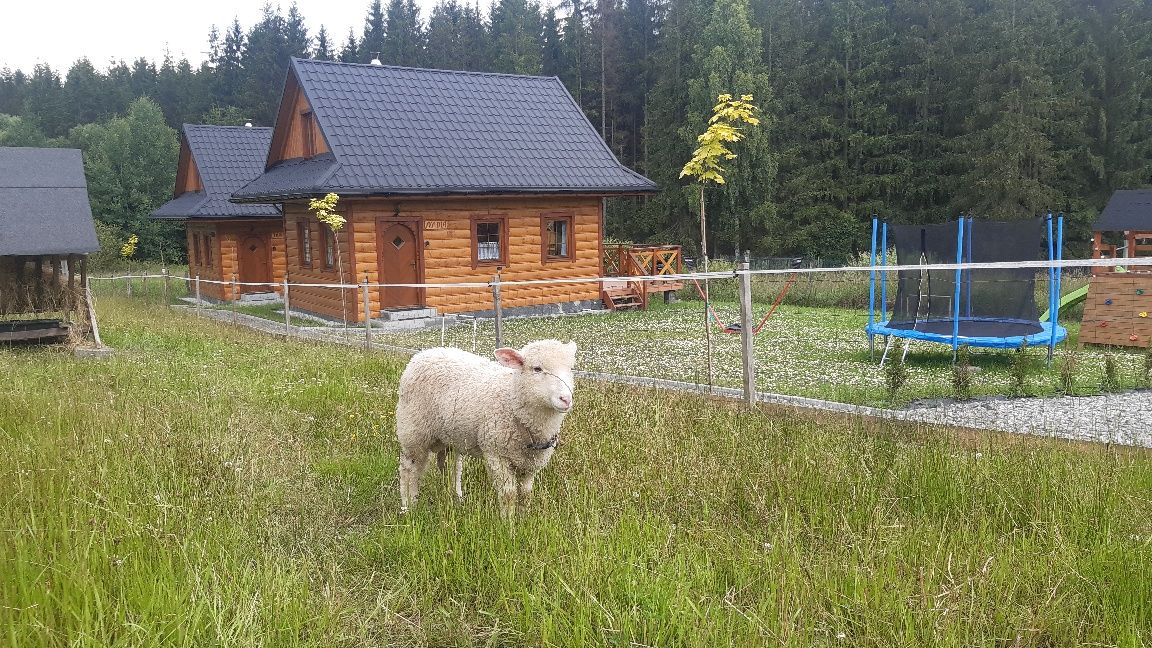 Domek na wynajem "Domki w Dolinie Olzy Istebna"