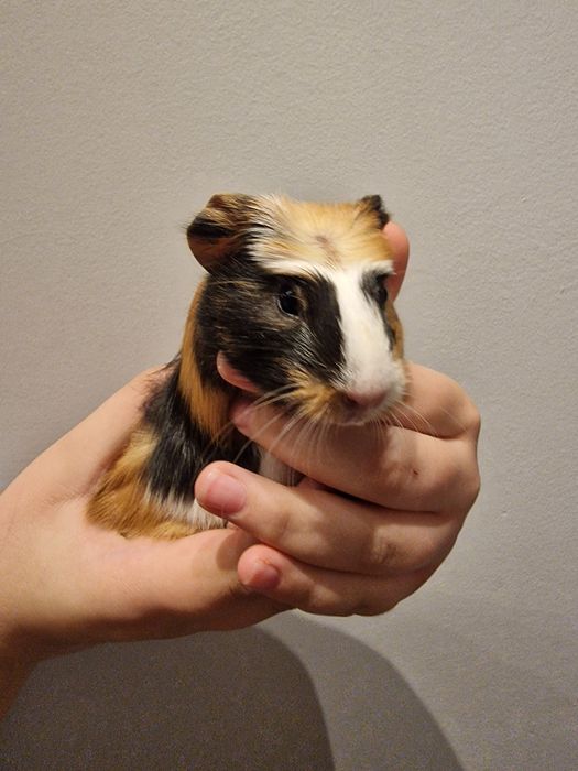 Świnka morskia samiczka