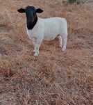 Borrego DORPER Puro
