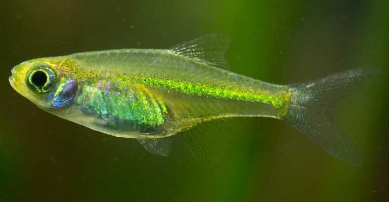 Microrazbora kubotai - Microdevario - Rasbora - dowóz, wysyłka