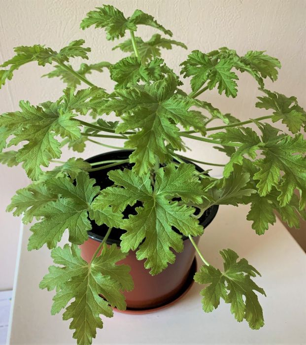 Герань душистая лечебная (Pelargonium graveolens hort)