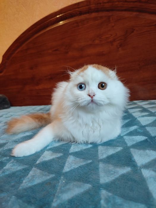 Шотландський котик з різними очима.