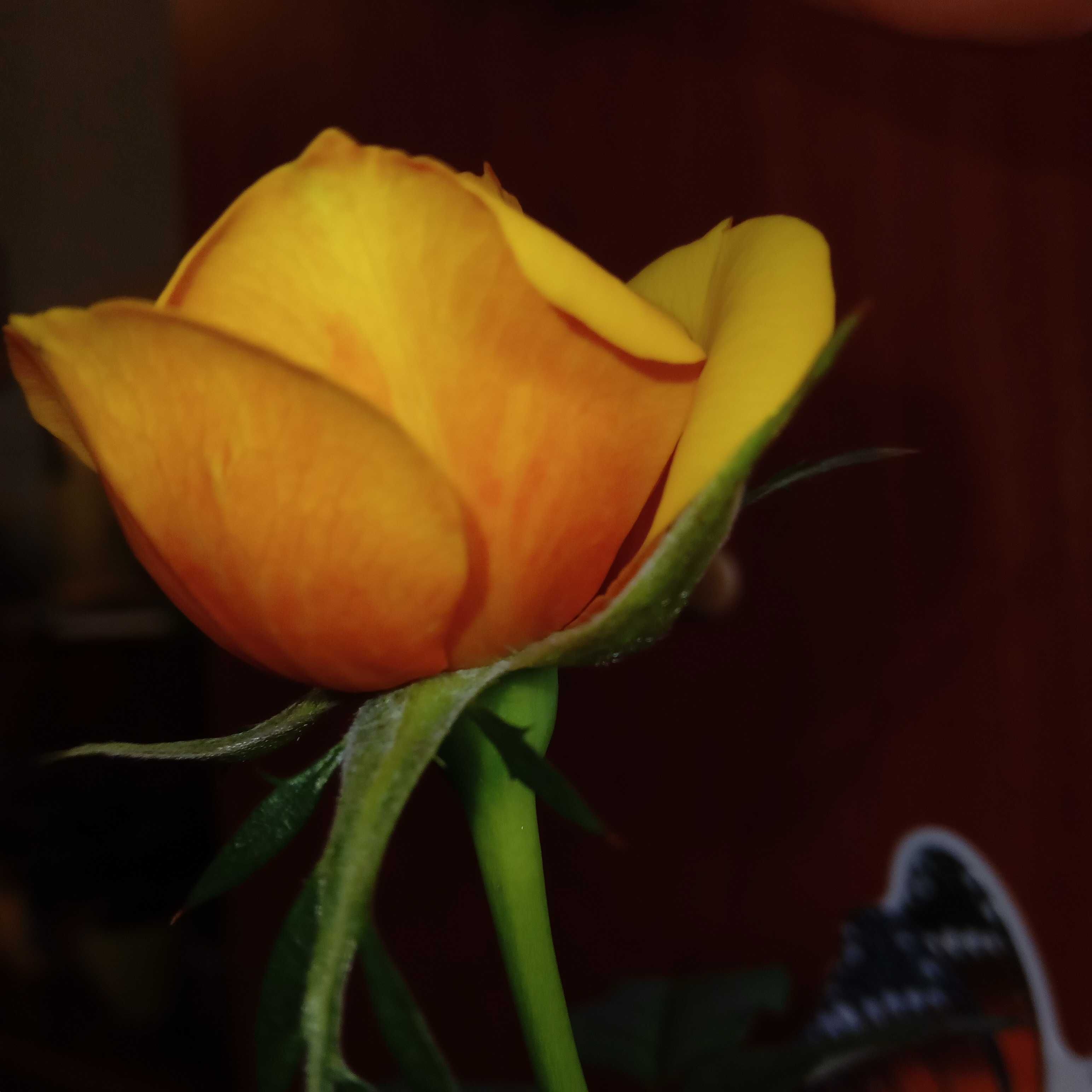 Комнатная роза ОГОНЁК троянда домашняя растения комнатные