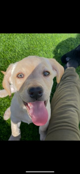 ( RESERVADO ) Labrador macho com 5 mesinhos