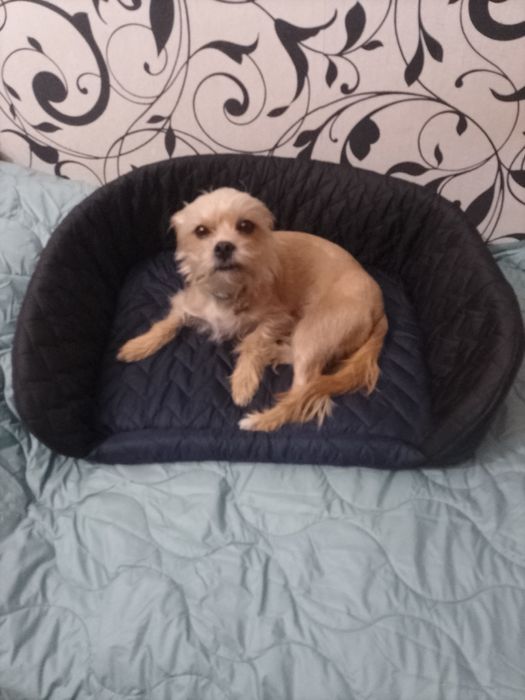 Продам лежанку для собачки