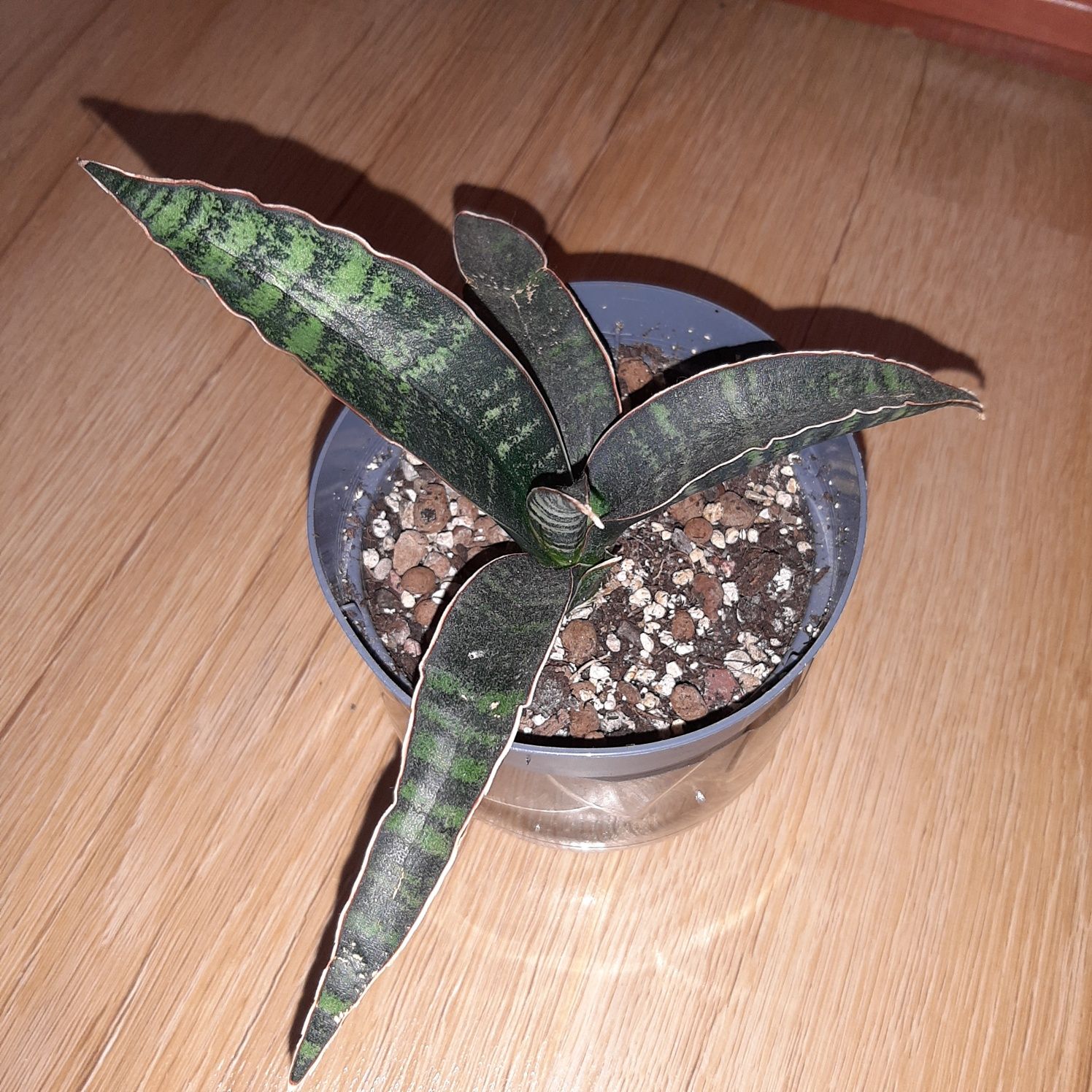 Sansevieria Fischeri