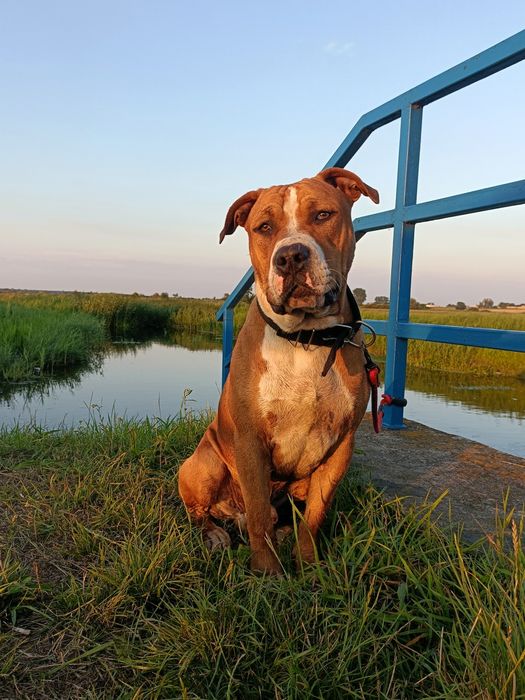 Amstaff - Reproduktor z rodowodem do krycia