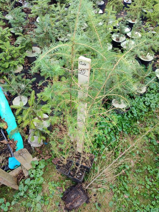 модрина, кедр (в контейнерах), павловнія