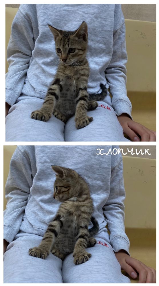 Кошенята в добрі руки