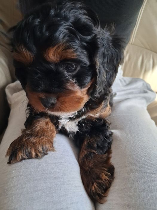 Cavapoo chłopczyk prześliczny  ! Jedyny taki cudny  !