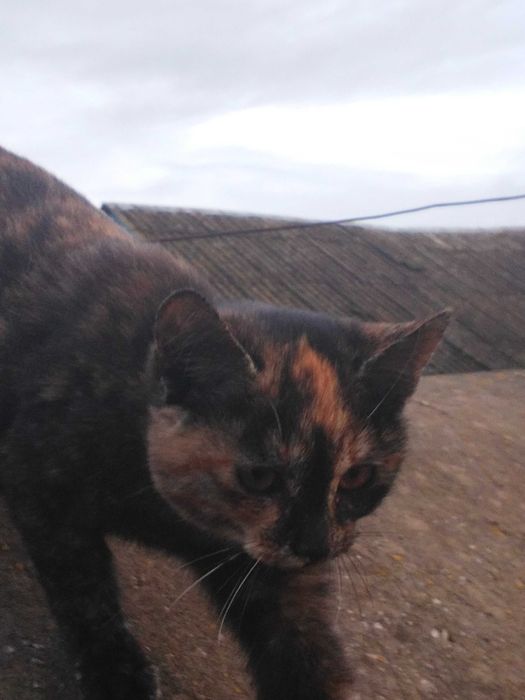 3-х місячна кішка