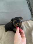 Yorkshire terrier mini xxs samczyk o ciemnym ubarwieniu