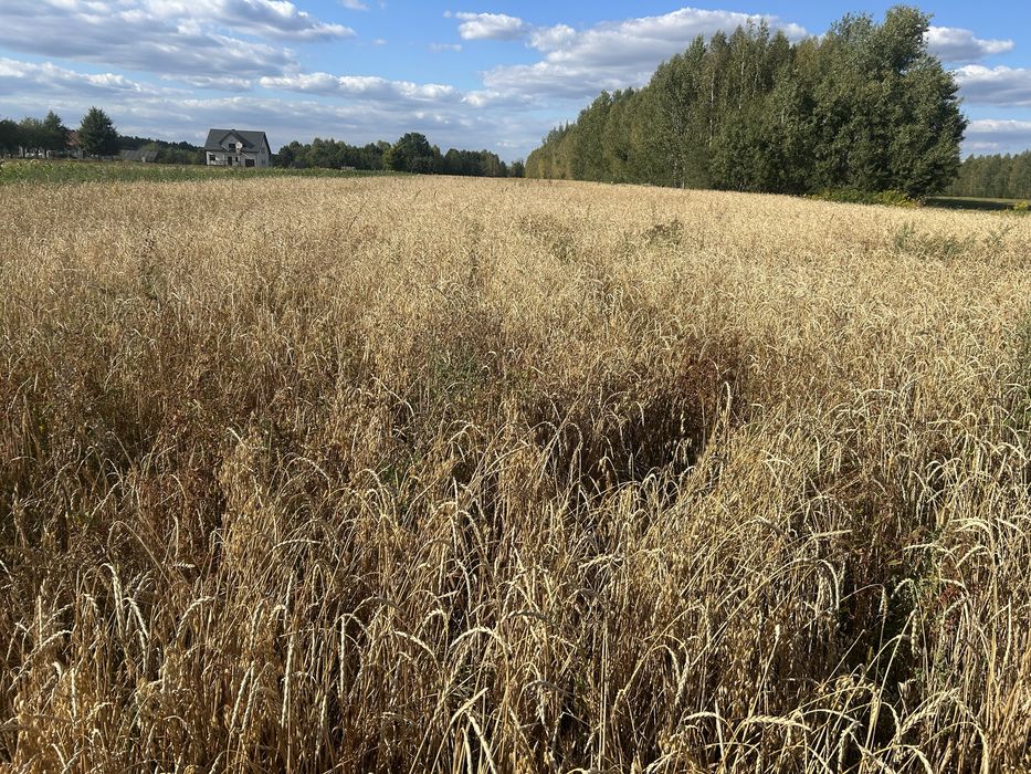 Orkisz zboże ekologiczna uprawa pszenica orkiszowa jara Wirtas