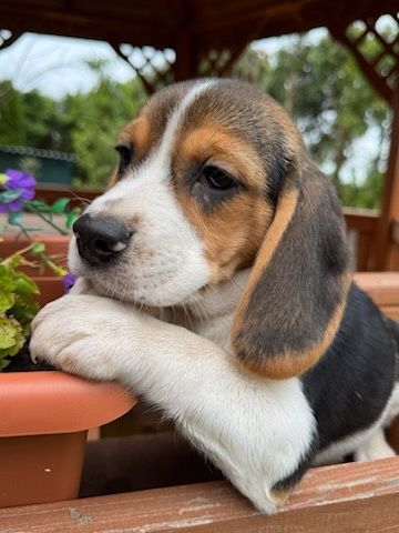 Śliczna suczka Beagle z rodowodem