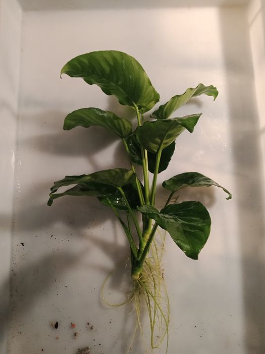 Anubias duży roślina akwariowa