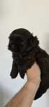 Czekoladowy piesek Shih Tzu