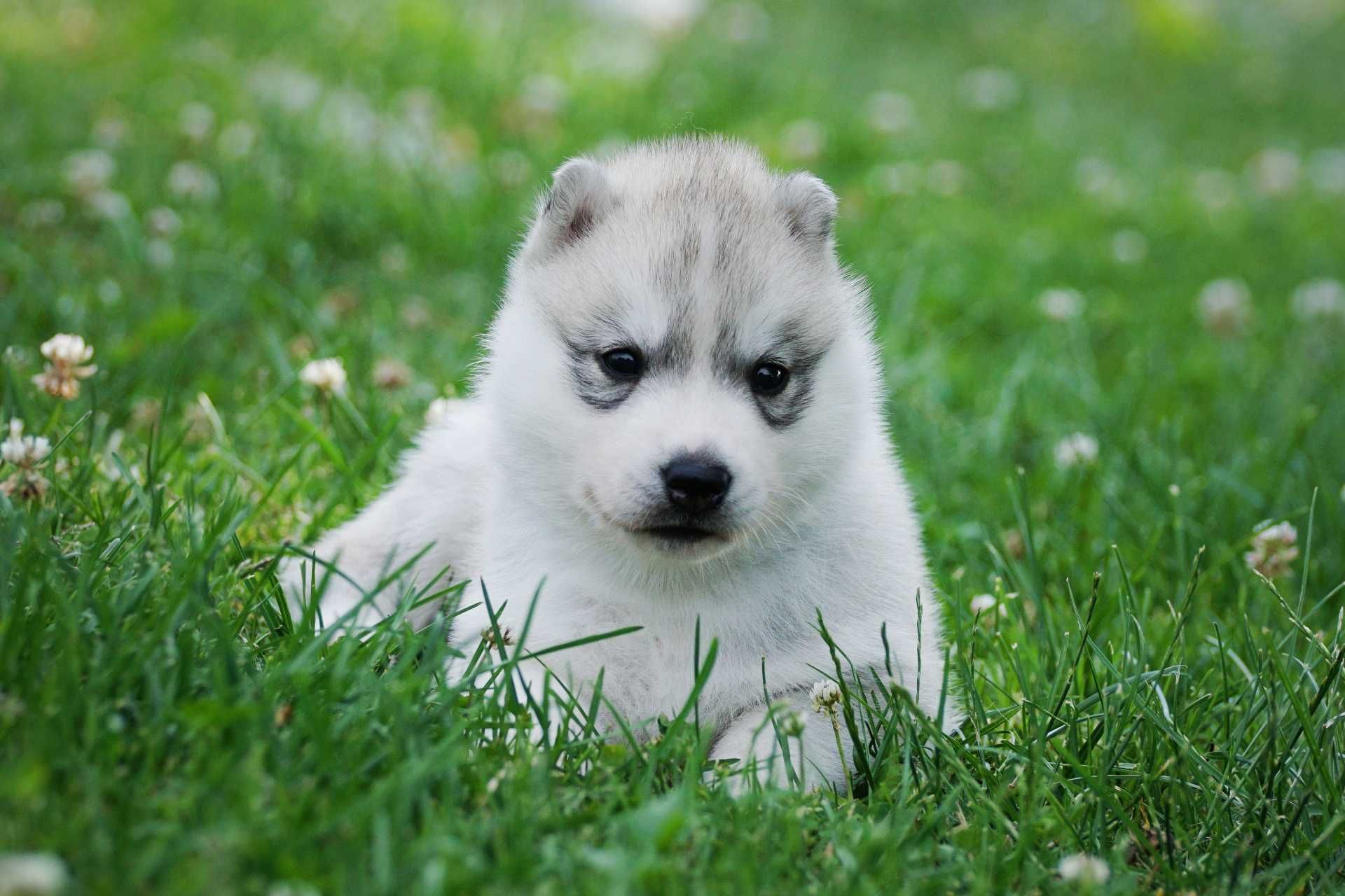 Szczenięta piesek husky z rodowodem ZKwP / FCI