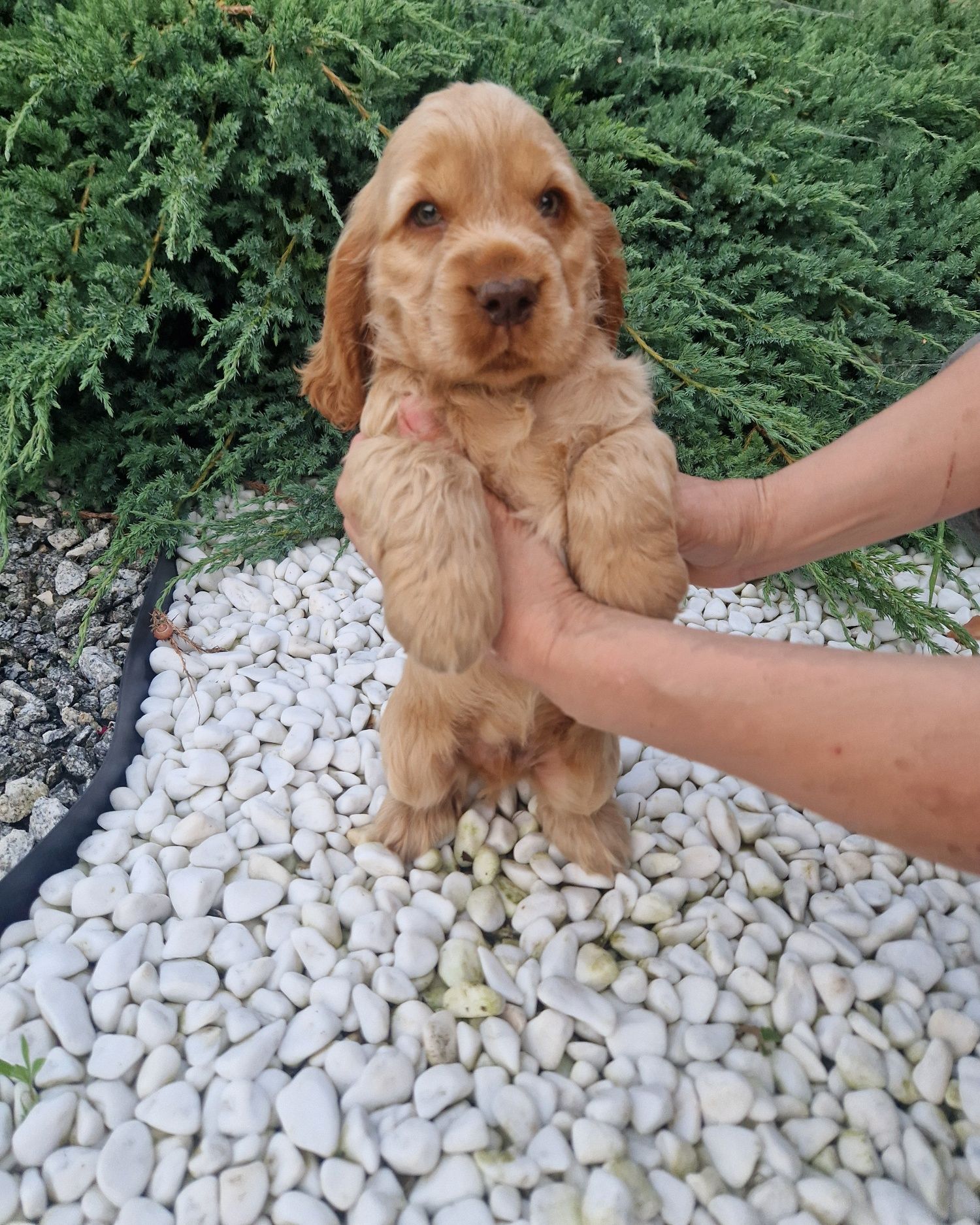 Piesek cocker spaniel rudy pies