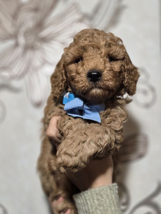 Pudel miniaturowy pies z metryką szczenię szczeniak