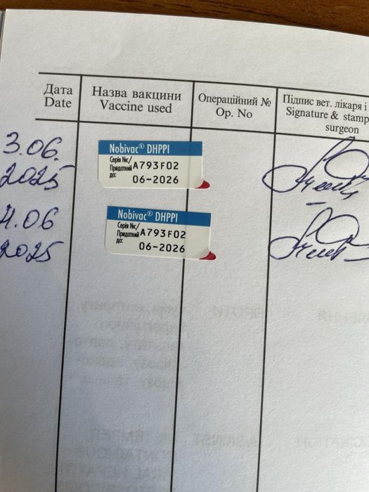 Джек Рассел 7 місяців