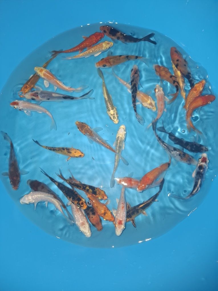 Carpas koi [Varias Cores ]
Grande variedade e carpas de qualid