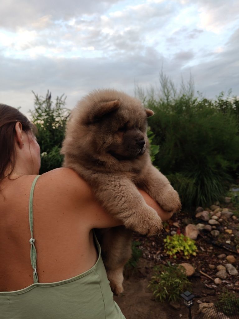 Chow Chow ZKwP FCI