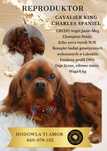 Reproduktor  Cavalier King Charles spaniel badania genetyczne