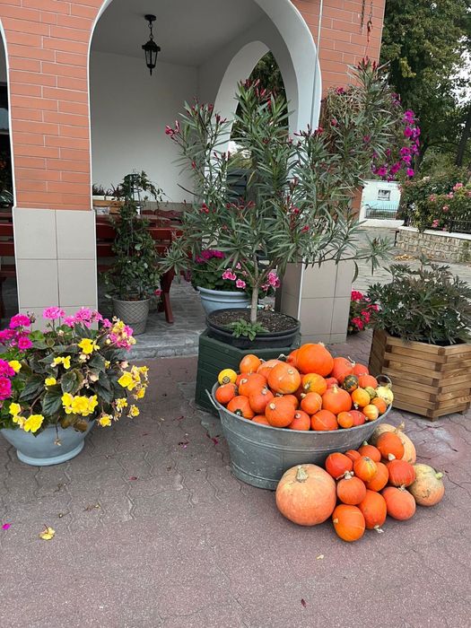 Ekologiczne dynie - Duży wybór- OKAZJA!