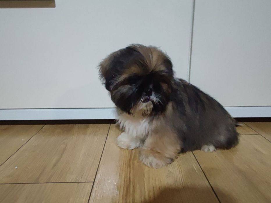 Shih tzu sprzedam tricolor