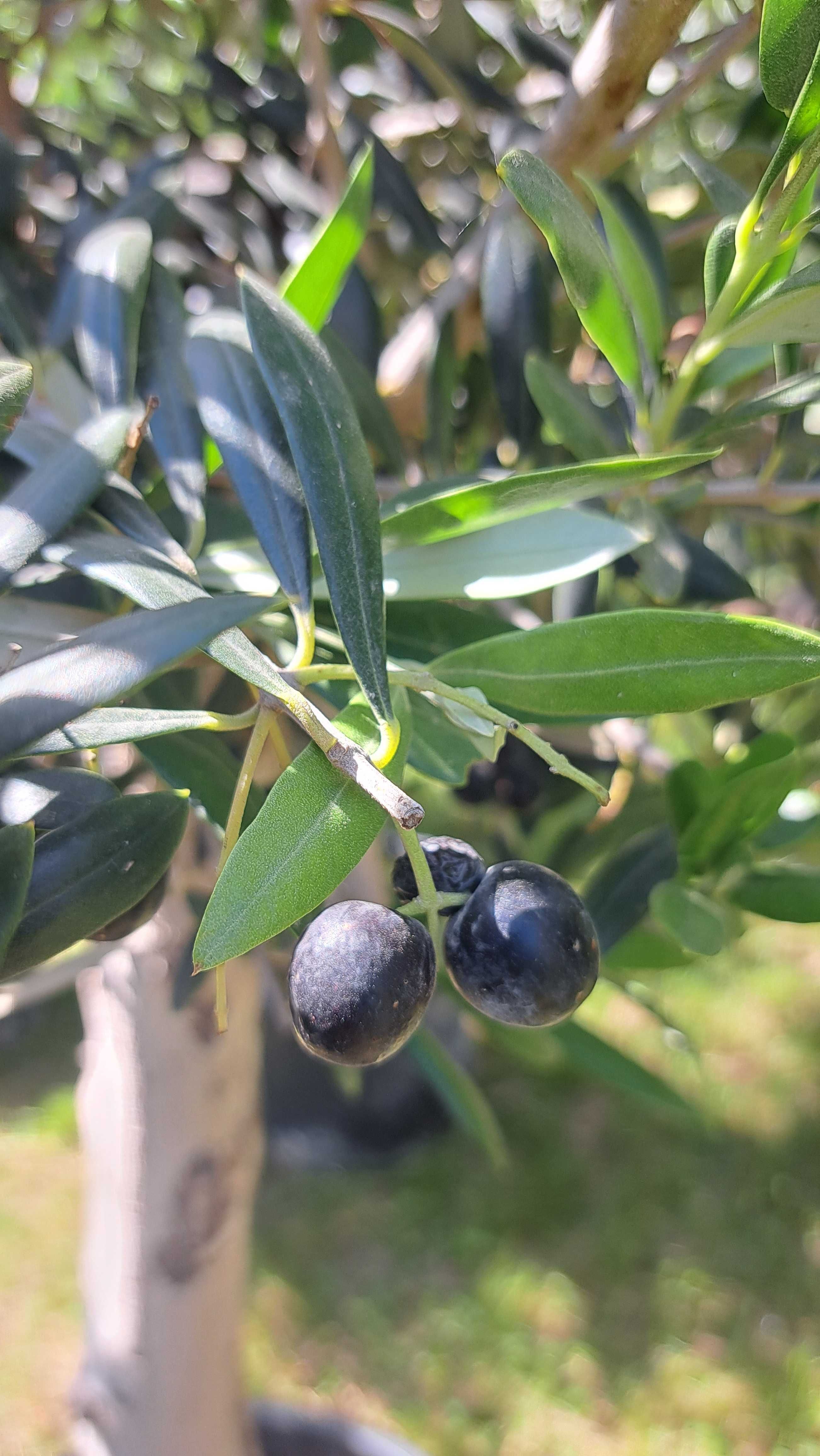 Drzewko oliwne - Oliwka europejska - Olea Europaea