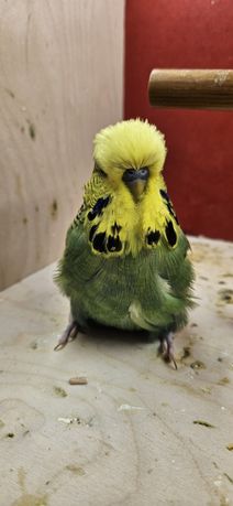 Papuga papugi faliste wpf
