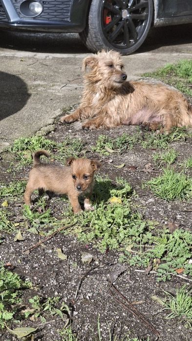 Dá-se cafezinhos bebés